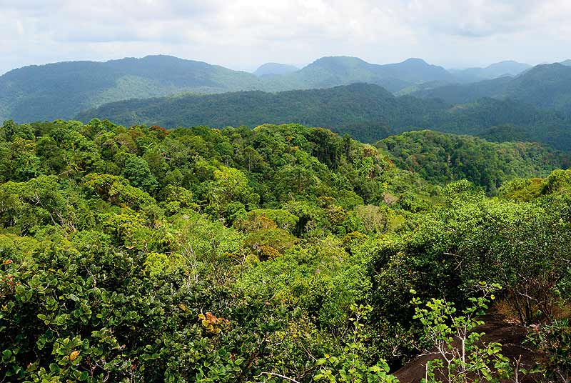 SINHARAJA RAIN FOREST - SRI LANKA